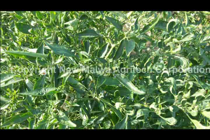 herbal extract viricide for crops in agriculture
